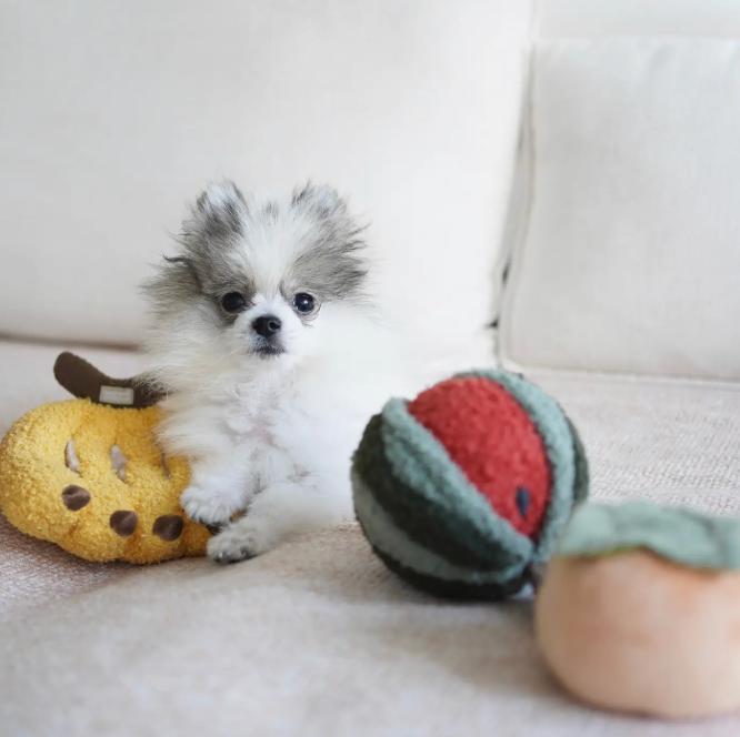 DAWG TOYS