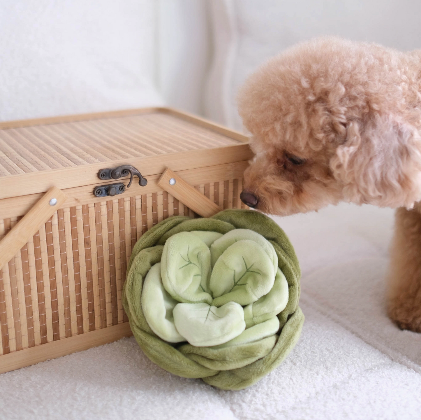 SNUFFLE CABBAGE NOSEWORK -Pups & Bubs