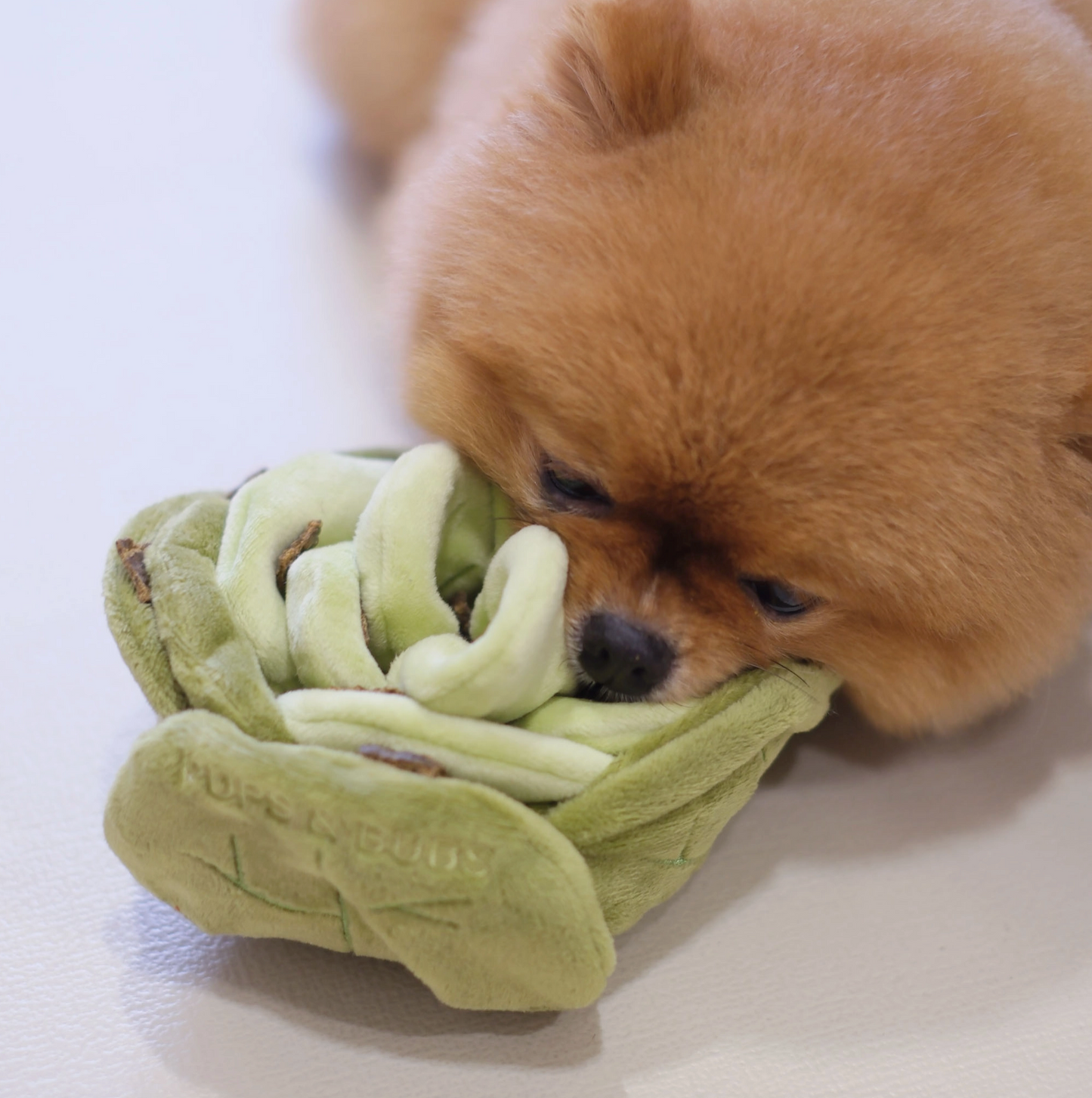 SNUFFLE CABBAGE NOSEWORK -Pups & Bubs