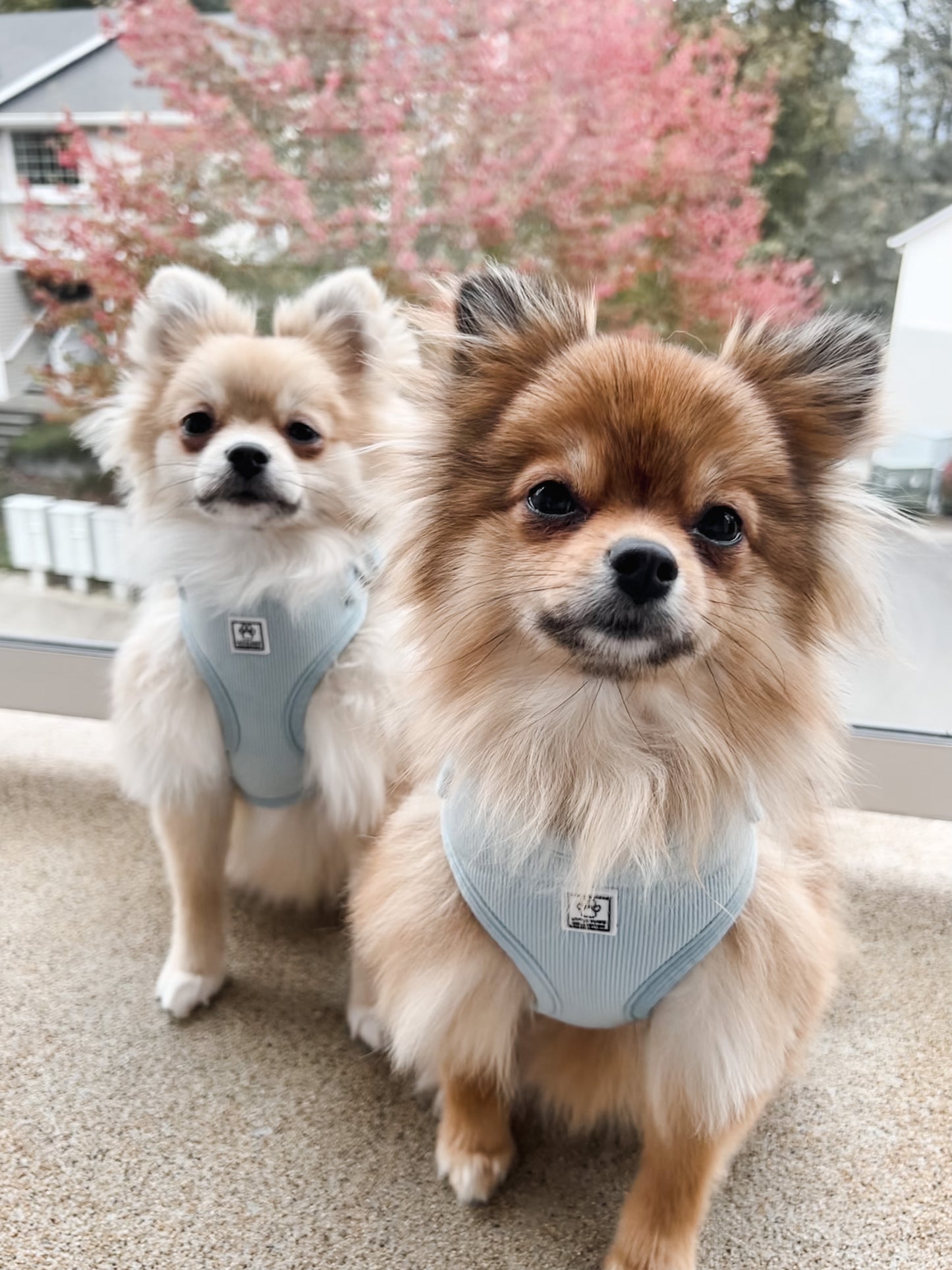 Light Blue Corduroy Harness