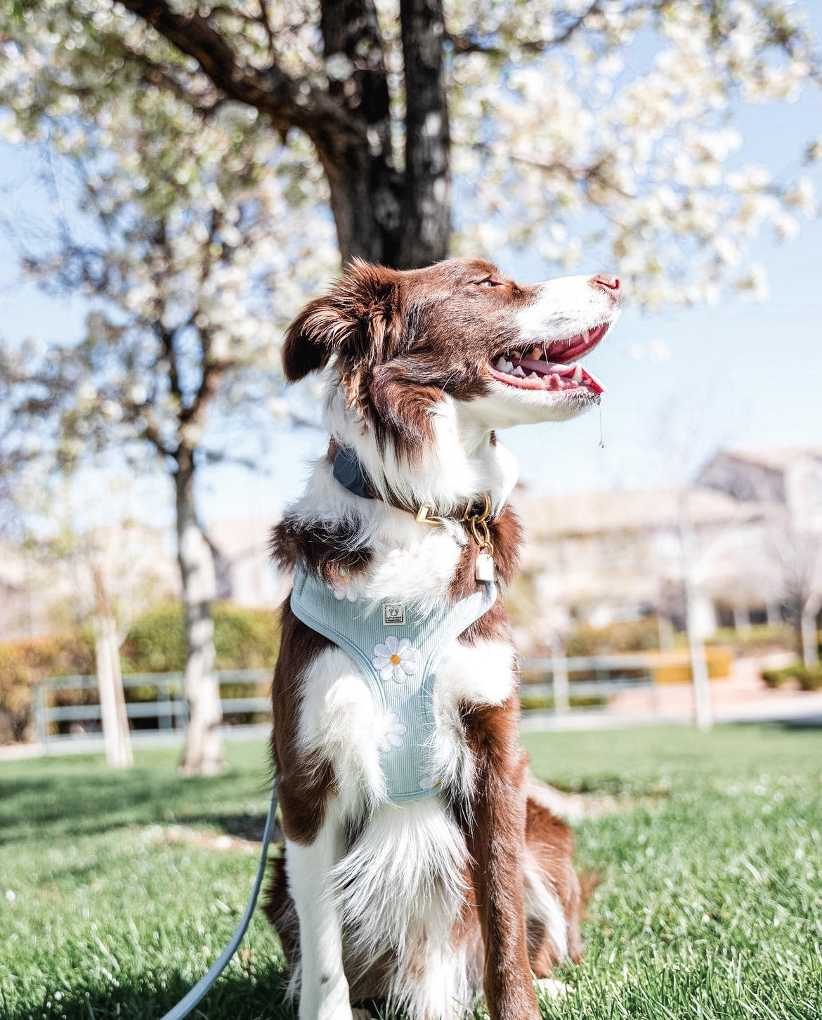 DAISY CORDUROY HARNESS